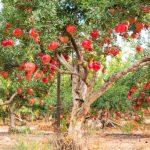 Exploring Haller Park Mombasa: A Comprehensive Guide to Entrance Fees, Wildlife, and More